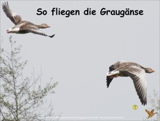 Der-Flug-Graugans-Fotopräsentation-2.pdf
